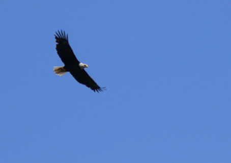 eagle watch, grant county indiana, outdoor fun grant county indiana